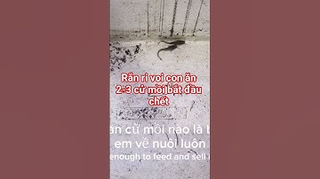 . “Rắn ri voi con ăn 2–3 cữ mồi, chết? | Baby snake ate 2–3 meals, died?”