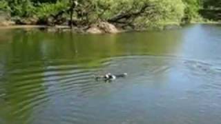 Border collie fetches a stick out of the water (2/3)