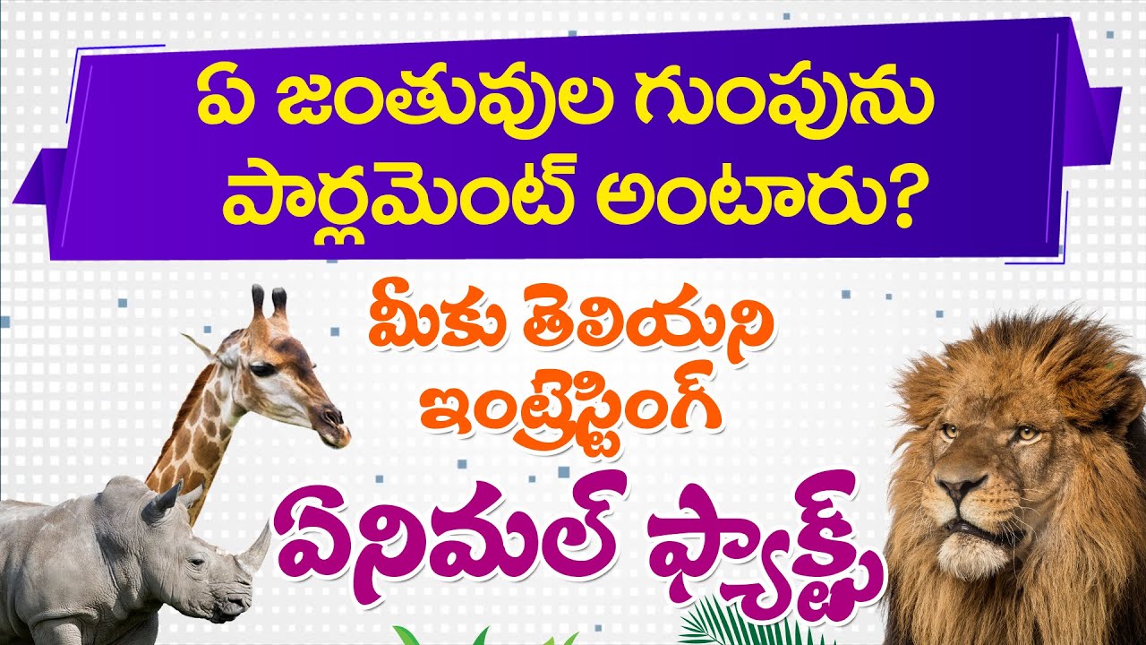 animal protection essay in telugu