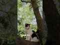 CIA Used Cats To Spy On Russia PART 1 mp3