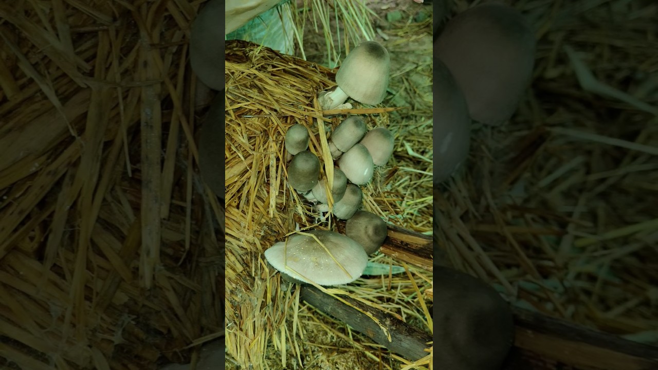 ऐसे होती है पैरा मशरूम की खेती 