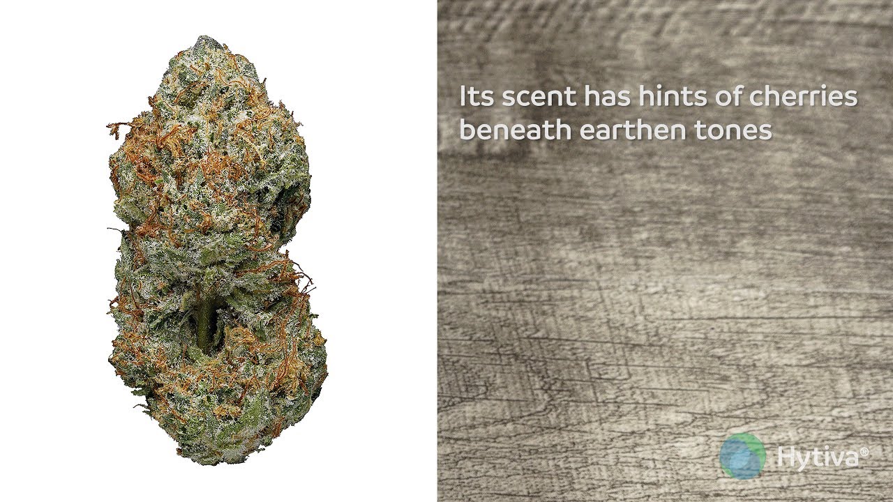 Cherry Bomb Strain Review