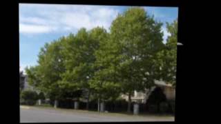 Langley Condos: Blackberry Lane Three - 20145 55A Avenue