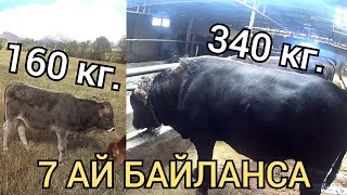 Кичинекей бука байласа болобу?