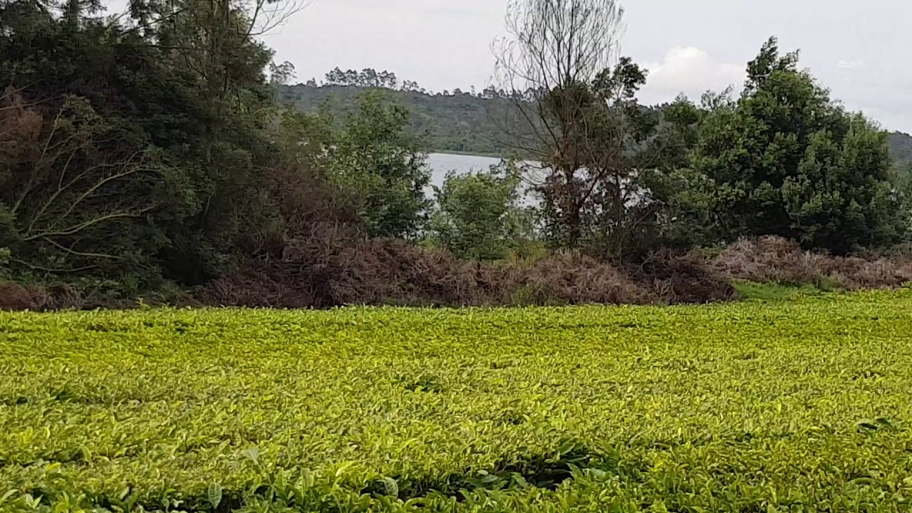Mufindi tea garden(2018 december)
