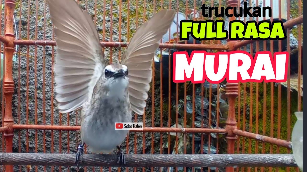 Trucukan gacor full isian murai batu