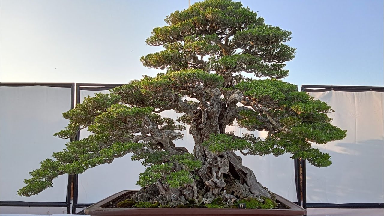 Sangat meriah dan rame pengunjung .perang bintang bonsai di ASPAC Bali sdah di tentukan jawaranya