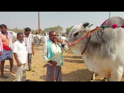 పెబ్బేరు సంతలో భారీ సైజులో ఉన్న 6 పళ్ళ ఒంగోలు కోడెల రేట్లు | Biggest Ongole Bulls Price's in Pebbair