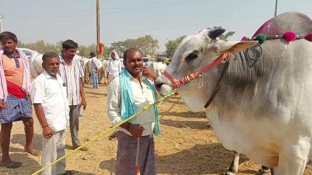 పెబ్బేరు సంతలో భారీ సైజులో ఉన్న 6 పళ్ళ ఒంగోలు కోడెల రేట్లు | Biggest Ongole Bulls Price's in Pebbair