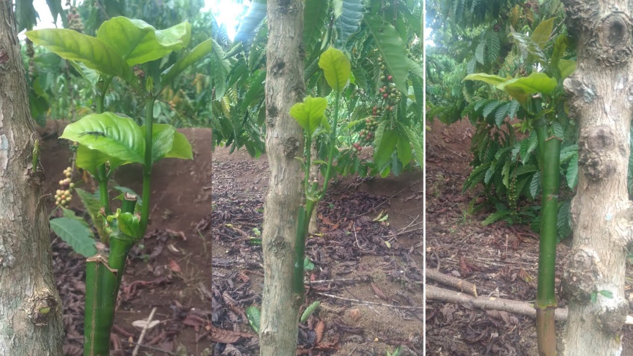 part 2 sambung lancuran 100 persen idup ||