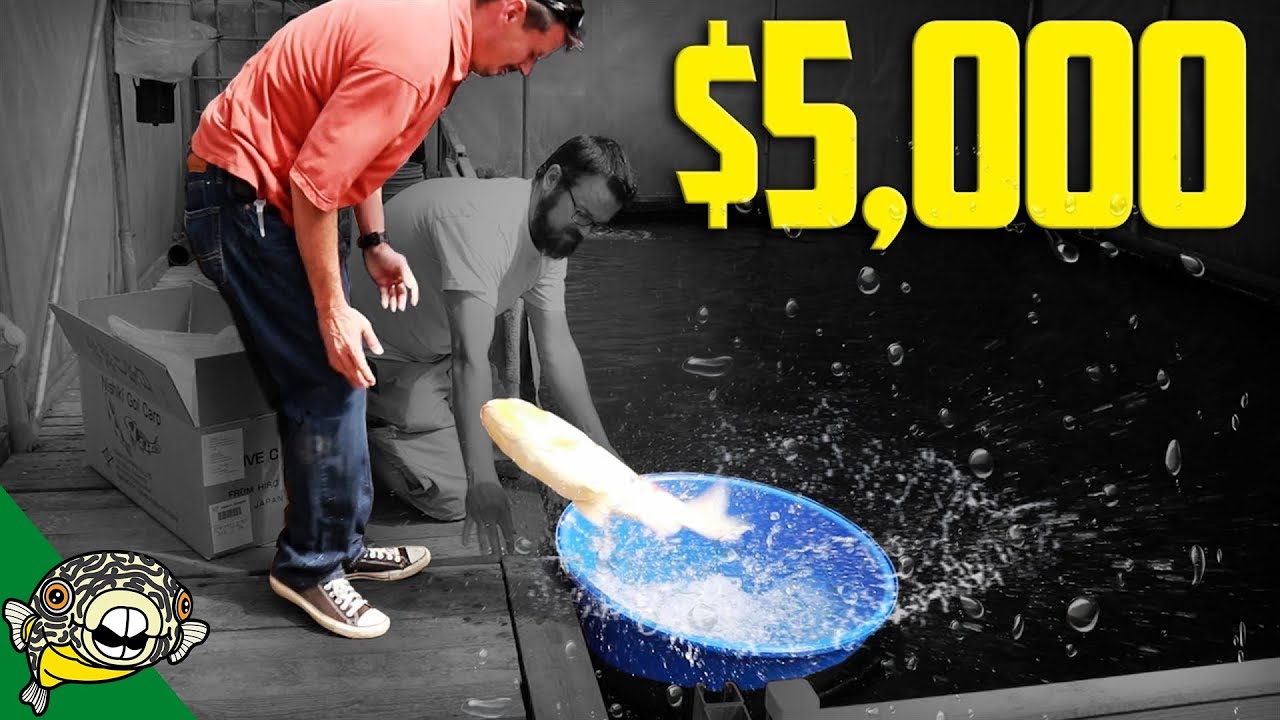 koi fish $5,000 FISH JUMPS! Daily Dose #61