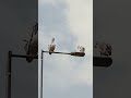Пеликаны в Коломбо