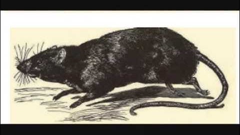 a 0-1 Video Lesson I: A cat and a rat. - McGuffey