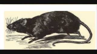 a 0-1 Video Lesson I: A cat and a rat. - McGuffey's Eclectic Primer (revised edition) version 2