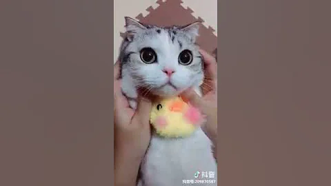 Watch the video about Cat Series