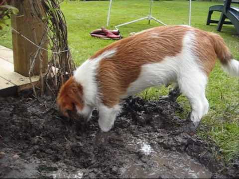 Jack Russell "Franz" in the mud
