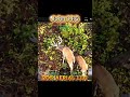 Morning Buck Patrol: Watching Wildlife with the Drone!