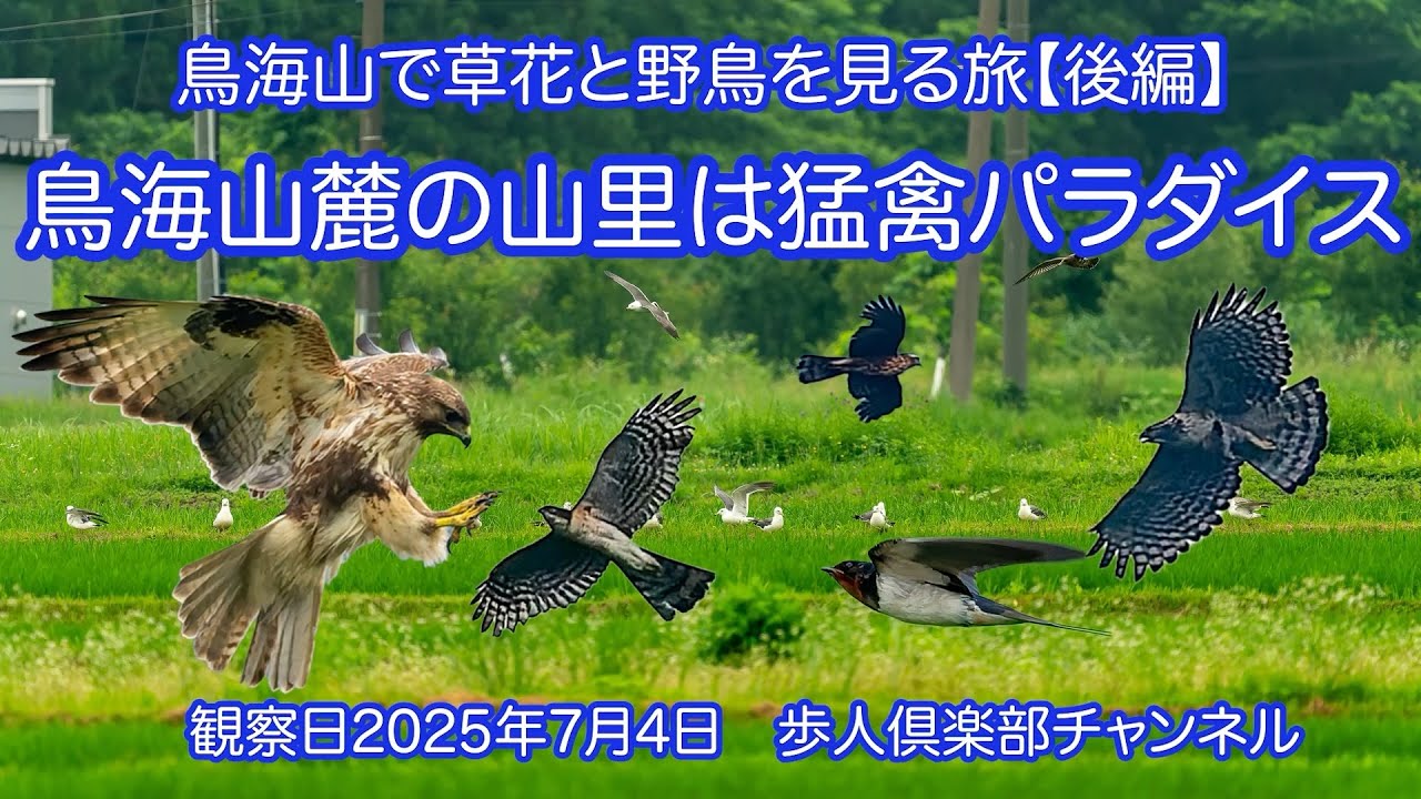 鳥海山麓の山里は猛禽パラダイス　鳥海山の草花と野鳥2025年夏後編　2025年7月4日　野鳥撮影　クマタカ　ノスリ　ハイタカ　ツバメの逆襲