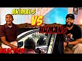 Animals vs Humans Compilation Reaction