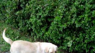Labrador Retriever in Jacksonville, FL Dixie in action 2