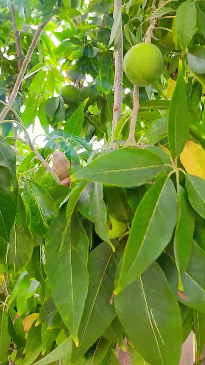 White Sapote/Has picked over 100 fruits already