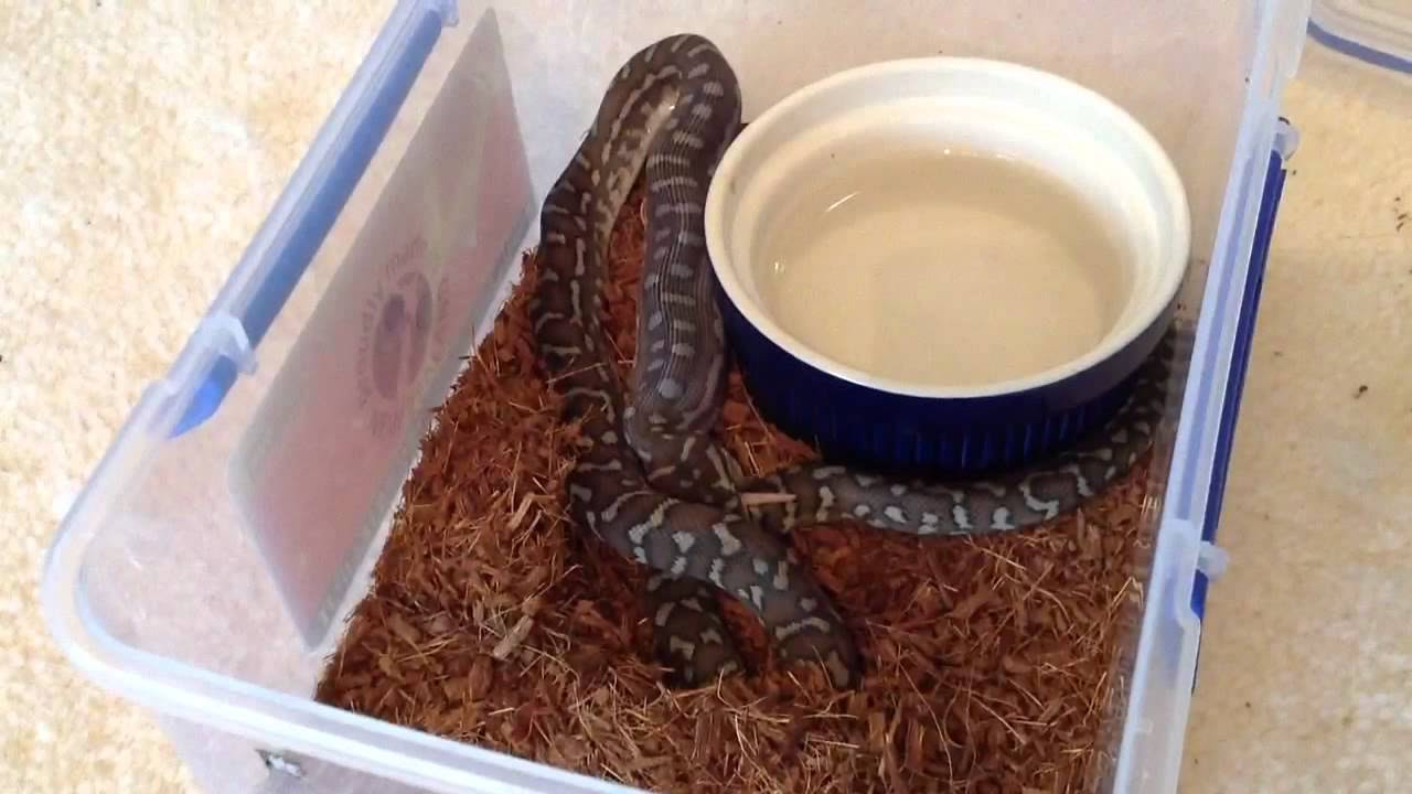 First feeding of fuzzy Rat to my Bredli Python Compilation