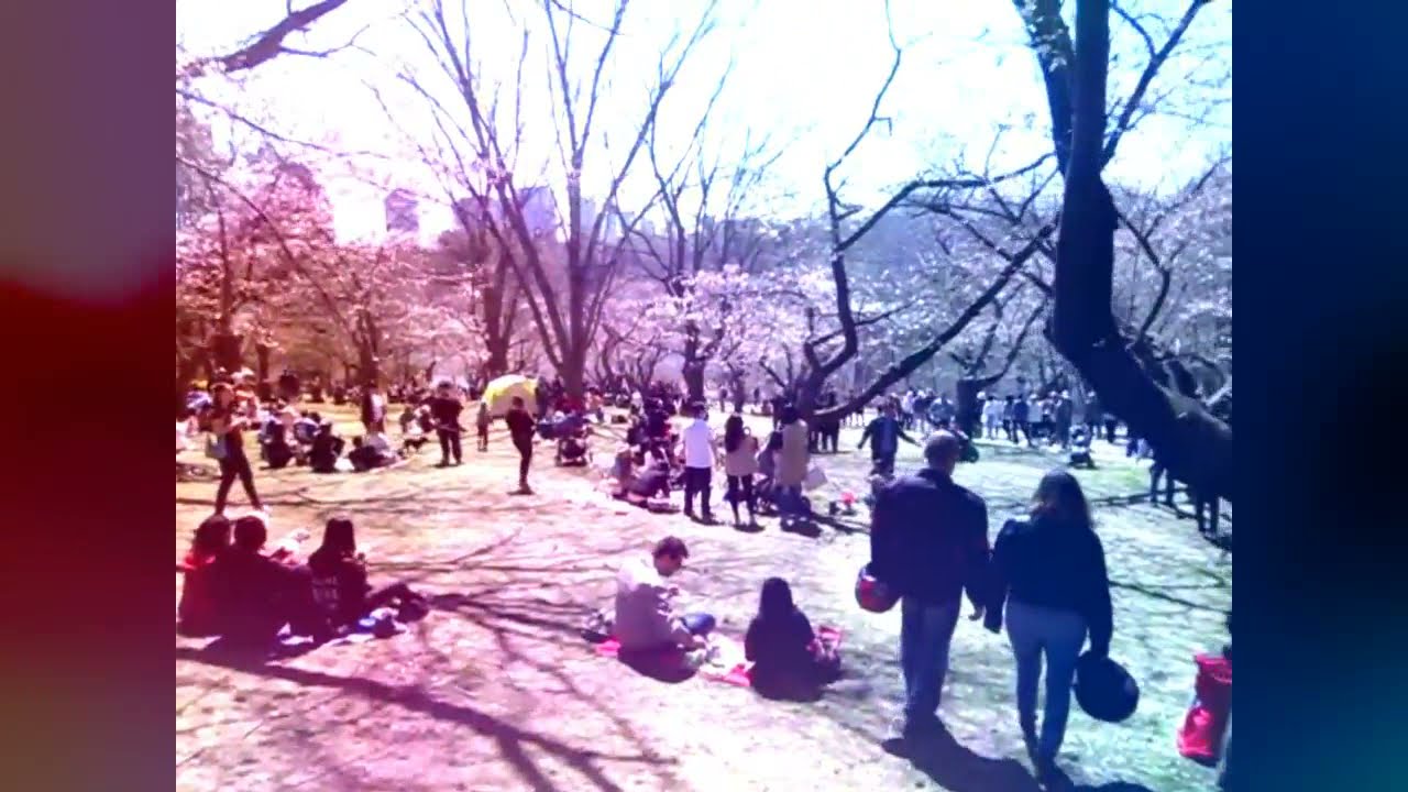 TORONTO: HIGH PARK SAKURA CHERRY BLOSSOM 2017