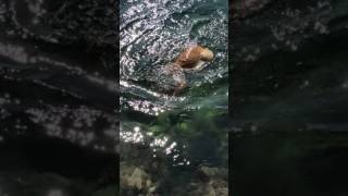 Serbest Dalış Yapan Köpek