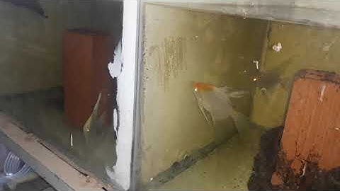 Cá ông tiên đẻ/ Cá ông tiên bột và cách cho ăn của mình