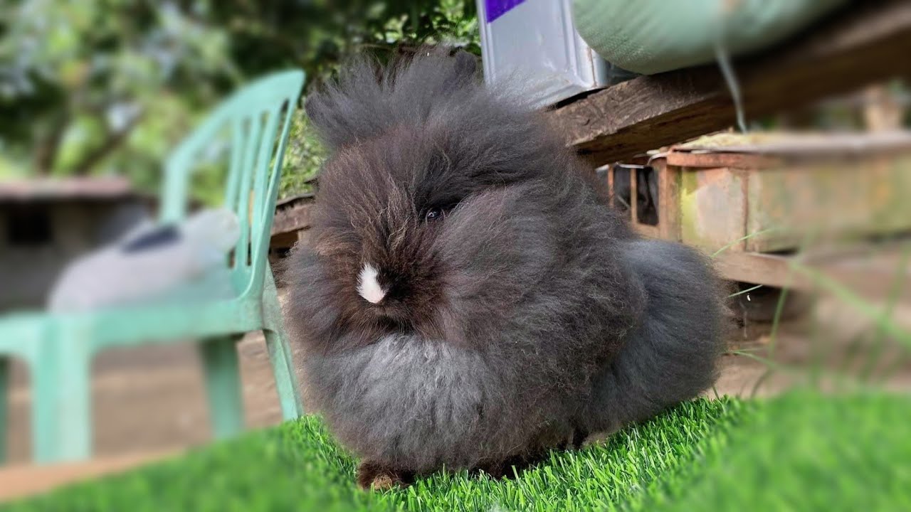 Lionhead Rabbits | paano turuan mag pose ang lionhead rabbit? - YouTube