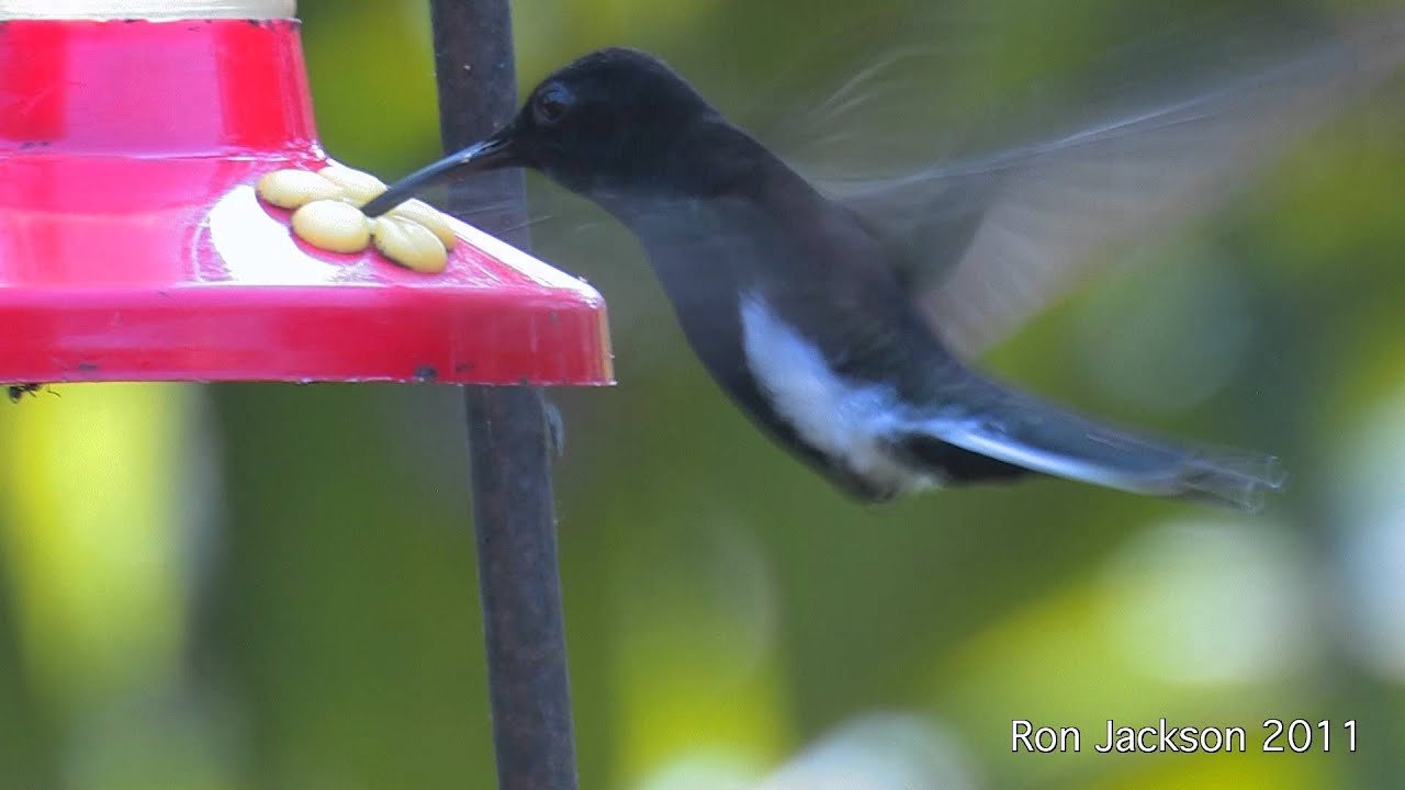 Black Jacobin - Florisuga fusca 