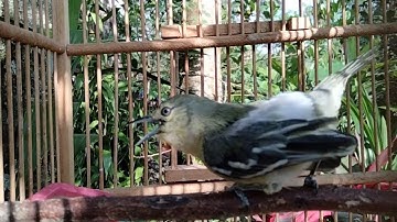 cara mengatasi sirtu malas bunyi agar cepat gacor,cukup putar video ini.