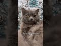 Don’t 👀👻 #larry #cat #catentertainment #viral #catmusic #kitten #catvideos #funny #music #shorts