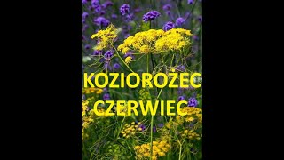 Tarot # KOZIOROŻEC # CZERWIEC 2024