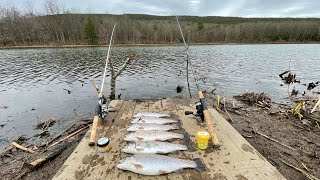 Stocked TROUT FISHING with Powerbait
