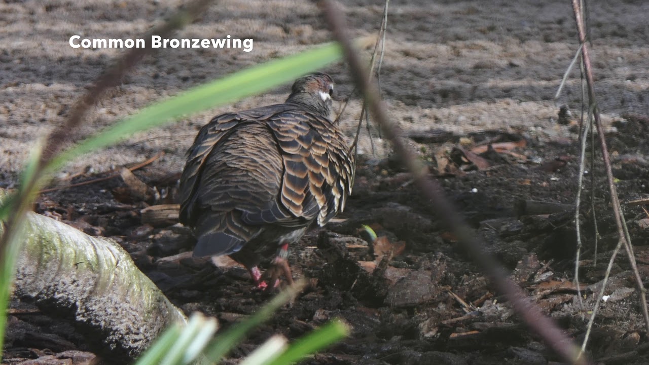 Common Bronzewing ♀ 