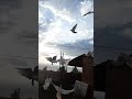 Подъем ленинаканских голубей