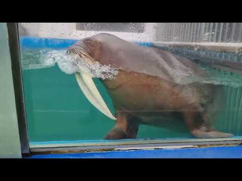 A male of  Pacific walrus