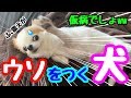 散歩に行かない理由を手の震えのせいにする犬【チワワ】