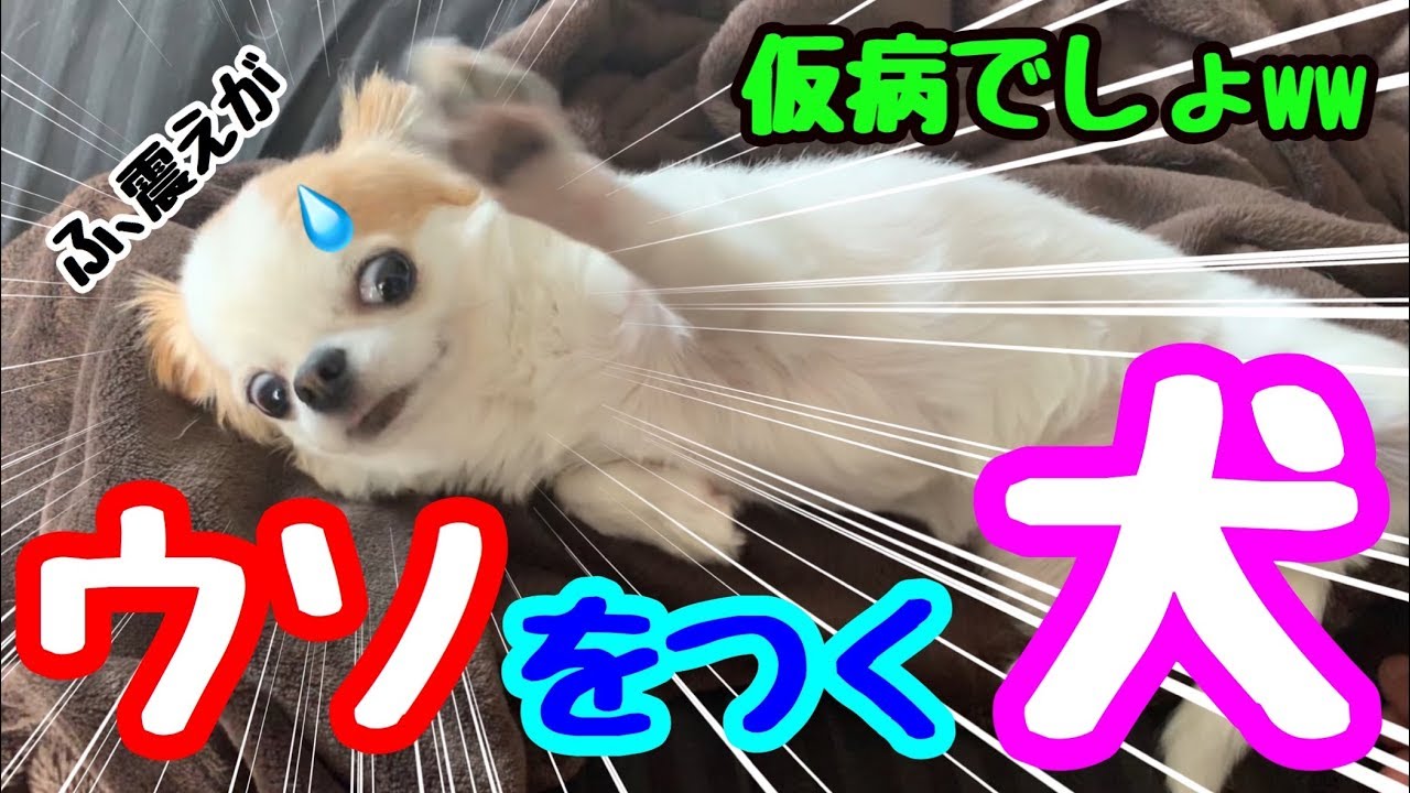 散歩に行かない理由を手の震えのせいにする犬【チワワ】