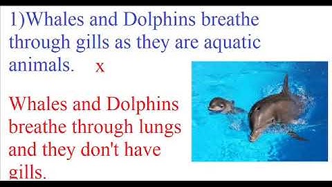 Find the incorrect statement?Science Experiment-Class4-NSO,NSTSE