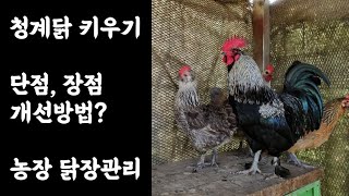 청계닭 키우기/ 단점과 장점 ,개선방법 /청계특징 / 농장 닭장관리