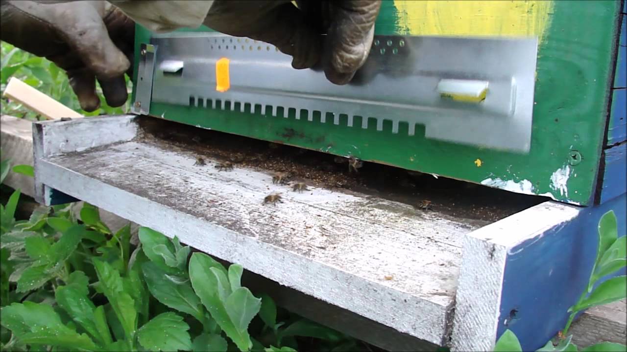 199. Montare gratie urdinis