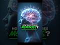 How Brain Stores Memoriesрџ Memories Brain Humanbrain How Brain Stores Memoriesрџ Memories Brain Humanbrain