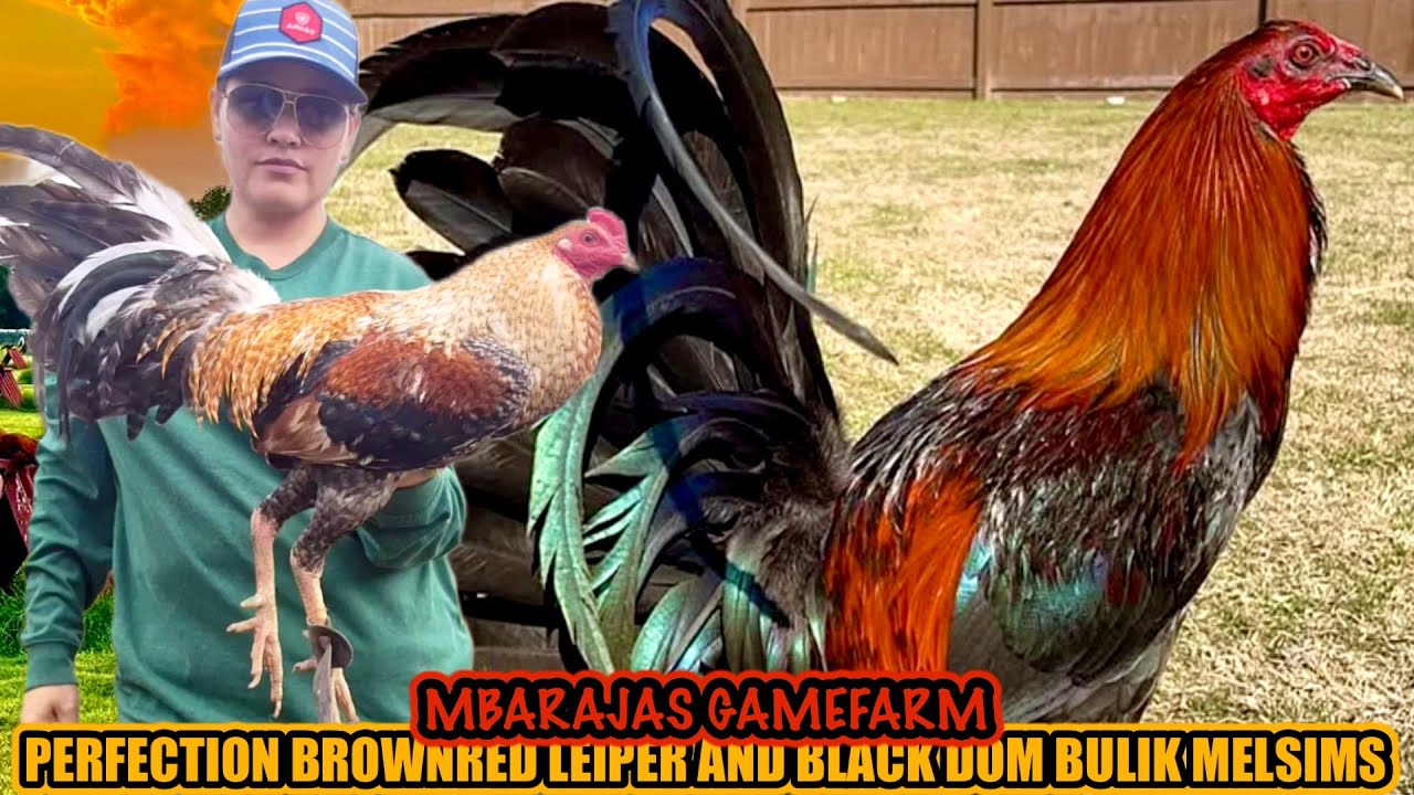 Perfection Brownred Leiper And Black Dom Bulik Melsims ~ MBARAJAS GAMEFARM