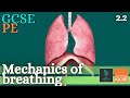 Respiratory System and Mechanics of Breathing Quiz