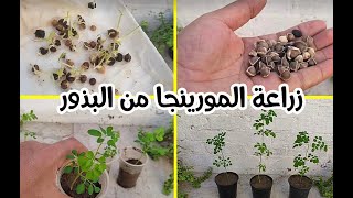 زراعة بذور شجرة المورينجا المعجزة لتستفيد منها مدي الحياة Moringa seed cultivation