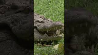 Alligator Attack At Disney World