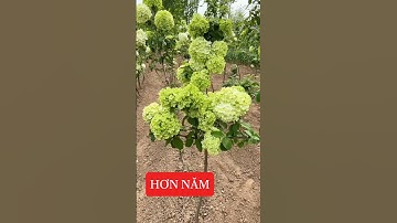 Chỉ mới hơn năm thôi ạ, cẩm tú cầu thân gỗ cũng không chậm lắm đâu ạ. ☎️: 092.391.6866