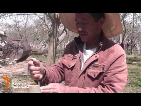 Video: Кара өрүк менен тоок тоголокчолорун кантип жасоого болот